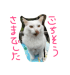 ちゃーみー（個別スタンプ：2）