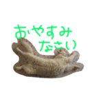 ちゃーみー（個別スタンプ：3）