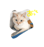 ちゃーみー（個別スタンプ：4）