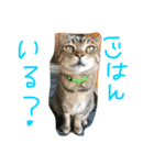 ちゃーみー（個別スタンプ：6）