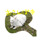 ちゃーみー（個別スタンプ：7）