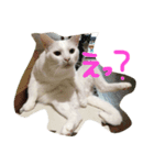 ちゃーみー（個別スタンプ：8）