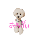 悟空くん（個別スタンプ：8）