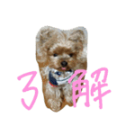 五右衛門くん（個別スタンプ：12）