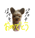 五右衛門くん（個別スタンプ：15）