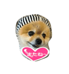 pomeranian,shin（個別スタンプ：1）