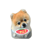 pomeranian,shin（個別スタンプ：2）