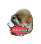 pomeranian,shin（個別スタンプ：3）