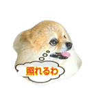 pomeranian,shin（個別スタンプ：4）
