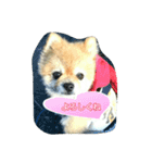 pomeranian,shin（個別スタンプ：5）