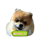 pomeranian,shin（個別スタンプ：7）