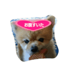 pomeranian,shin（個別スタンプ：8）