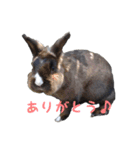 レンくん＆ランちゃんのうさんぷ（個別スタンプ：5）