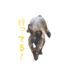 レンくん＆ランちゃんのうさんぷ（個別スタンプ：6）