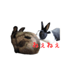 レンくん＆ランちゃんのうさんぷ（個別スタンプ：7）