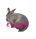 レンくん＆ランちゃんのうさんぷ（個別スタンプ：8）
