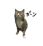 ねこのたび（個別スタンプ：1）
