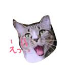 ねこのたび（個別スタンプ：5）