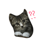 ねこのたび（個別スタンプ：6）