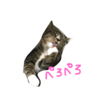 ねこのたび（個別スタンプ：7）
