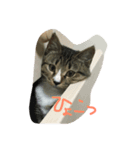 ねこのたび（個別スタンプ：8）