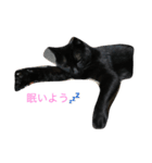 reo cat（個別スタンプ：1）