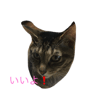 reo cat（個別スタンプ：2）