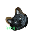 reo cat（個別スタンプ：3）