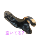 reo cat（個別スタンプ：5）