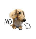 Doudou the sausage dog（個別スタンプ：14）