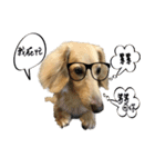 Doudou the sausage dog（個別スタンプ：26）