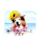 シェルバニ 季節行事。（個別スタンプ：3）
