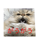 ペルシャのぐる吉くん（個別スタンプ：1）