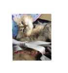ペルシャのぐる吉くん（個別スタンプ：2）