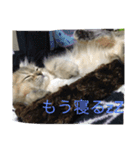 ペルシャのぐる吉くん（個別スタンプ：3）