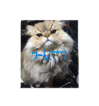 ペルシャのぐる吉くん（個別スタンプ：6）