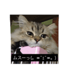 ペルシャのぐる吉くん（個別スタンプ：9）