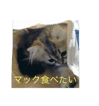 ペルシャのぐる吉くん（個別スタンプ：14）