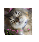ペルシャのぐる吉くん（個別スタンプ：15）