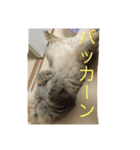 ペルシャのぐる吉くん（個別スタンプ：16）