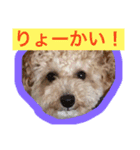 あいどる Peco part.1（個別スタンプ：1）
