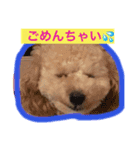 あいどる Peco part.1（個別スタンプ：3）