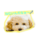 あいどる Peco part.1（個別スタンプ：5）