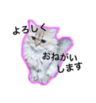 chinchilla golden SUBARU 2（個別スタンプ：2）