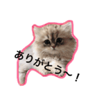 chinchilla golden SUBARU 2（個別スタンプ：3）