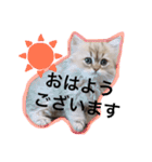 chinchilla golden SUBARU 2（個別スタンプ：5）