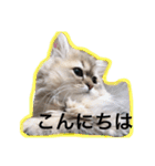 chinchilla golden SUBARU 2（個別スタンプ：6）