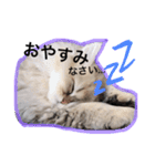 chinchilla golden SUBARU 2（個別スタンプ：8）
