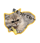 chinchilla golden SUBARU 2（個別スタンプ：9）