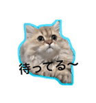 chinchilla golden SUBARU 2（個別スタンプ：10）
